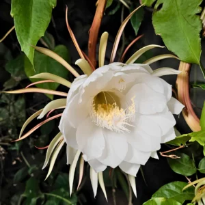 Brahma kamal