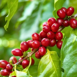 Coffee Plant