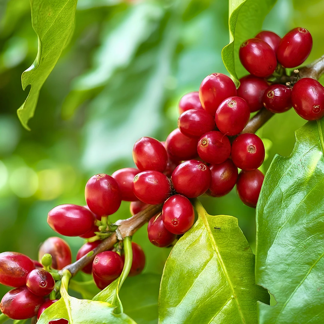 Coffee Plant