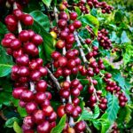 Coffee Plant