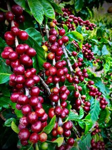 Coffee Plant