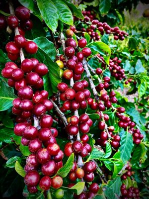 Coffee Plant