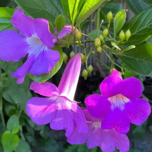 Glow Vine