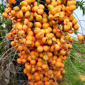 Betel Nut (Arecanut Plant) Live Plant - Image 2