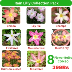 Rain Lilly Collection Pack