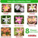 Rain Lilly