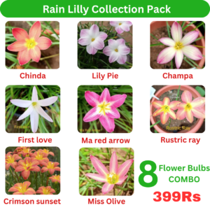 Rain Lilly Collection Pack