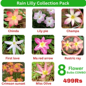 Rain Lilly