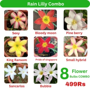 Rain Lilly