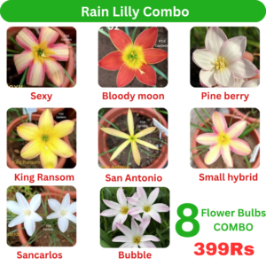 Rain Lilly Combo