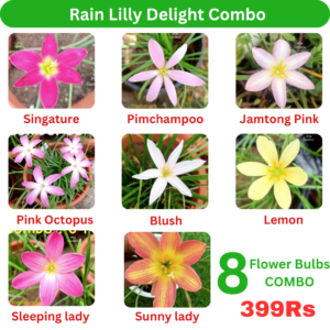 Rain Lilly Delight Combo