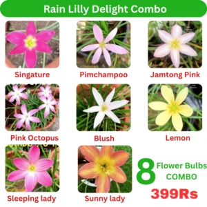 Rain Lilly Delight Combo
