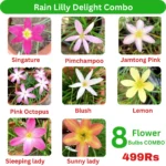 Rain Lilly
