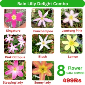 Rain Lilly