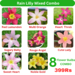 Rain Lilly mixed combo
