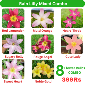 Rain Lilly mixed combo