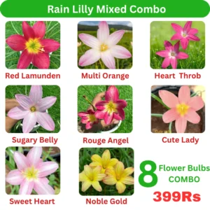 Rain Lilly mixed combo