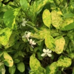 Wild Jasmine
