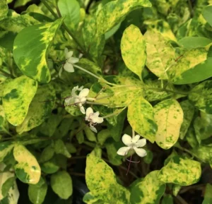 Wild Jasmine