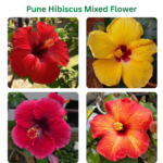 Pune Hibiscus Mixed Flower