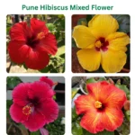 pune hibiscus